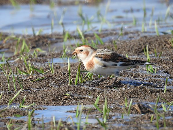 śnieguła  - Grzegorz Biały