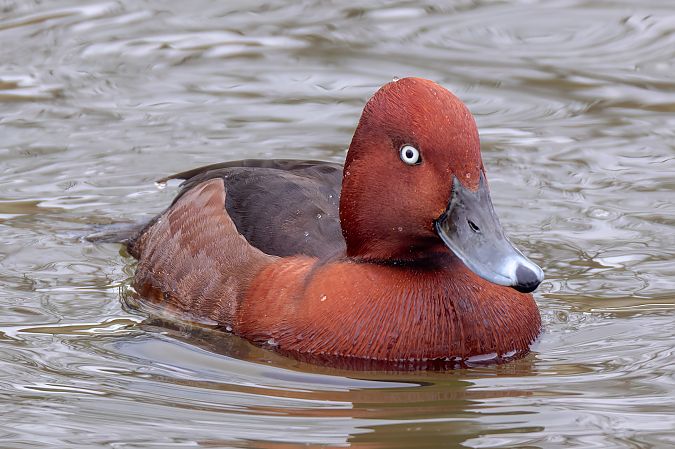 podgorzałka  - Marcin Przedlacki