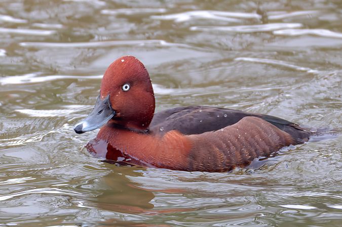 podgorzałka  - Marcin Przedlacki