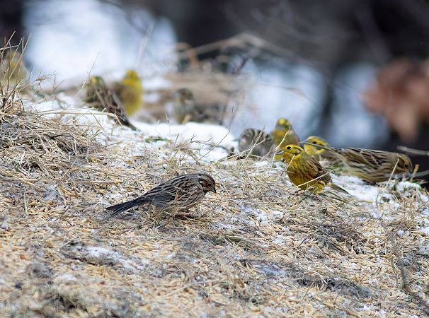 trznadel białogłowy  - Bartłomiej Sułkowski