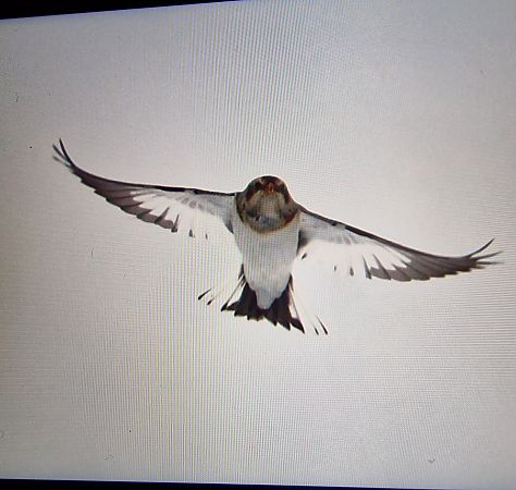 śnieguła  - Krzysztof Bziuk