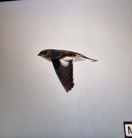 Schneeammer  - Krzysztof Bziuk