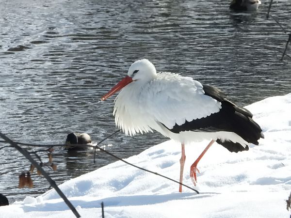 bocian biały  - Daniel Boruchalski