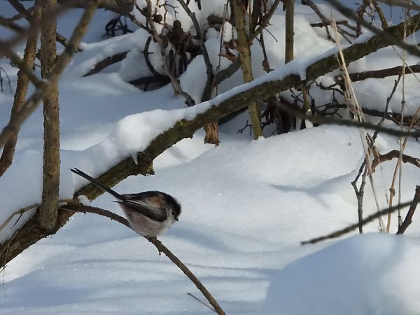 raniuszek (czarnobrewy, ssp. europaeus)  - Daniel Boruchalski