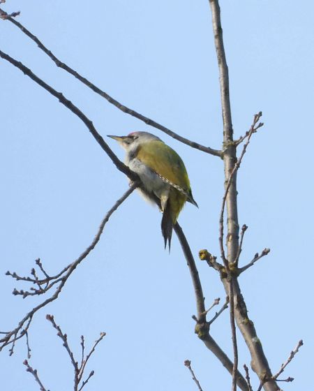 dzięcioł zielonosiwy  - Daniel Boruchalski