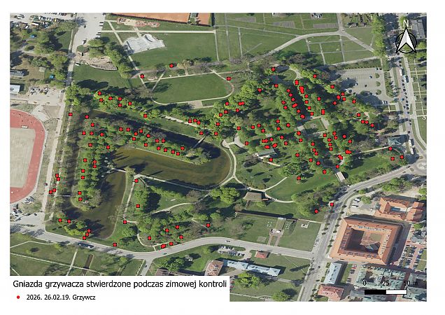 grzywacz  - Daniel Boruchalski