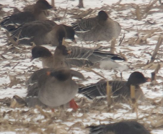 gęś krótkodzioba  - Adam Loręcki