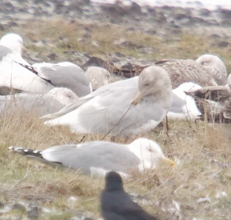 mewa blada  - Adam Loręcki