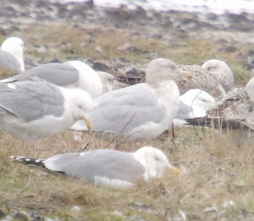 Eismöwe  - Adam Loręcki