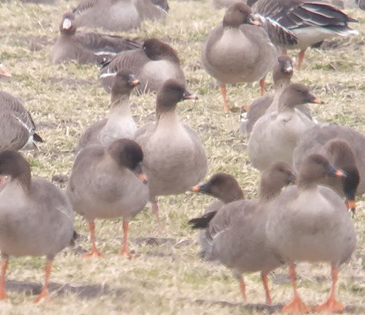 gęś krótkodzioba  - Adam Loręcki