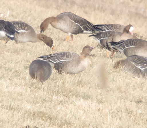 gęś krótkodzioba  - Adam Loręcki