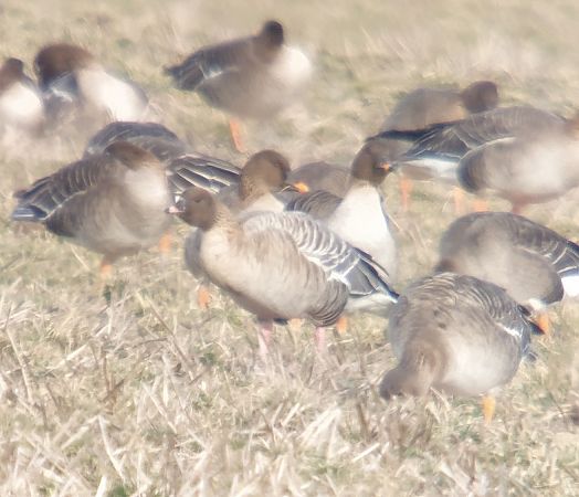 gęś krótkodzioba  - Adam Loręcki