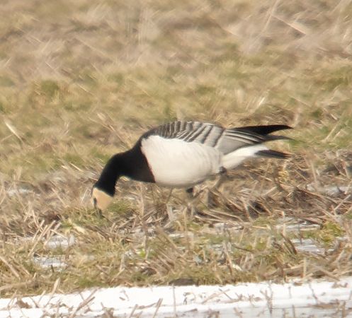 bernikla białolica  - Adam Loręcki