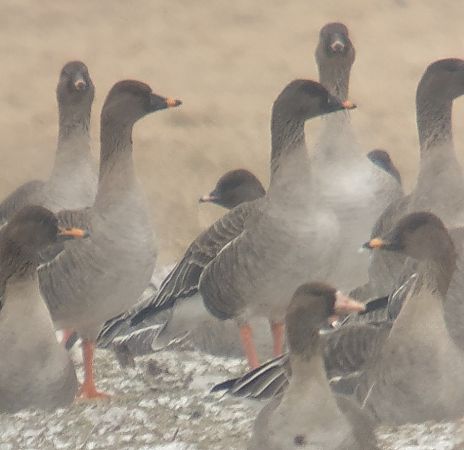 gęś krótkodzioba  - Adam Loręcki
