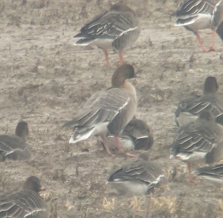 gęś krótkodzioba  - Adam Loręcki