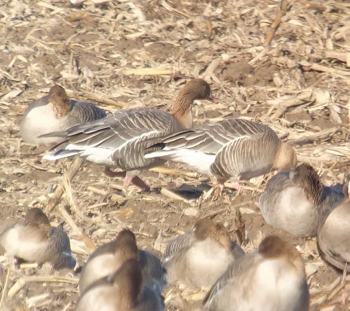 gęś krótkodzioba  - Adam Loręcki