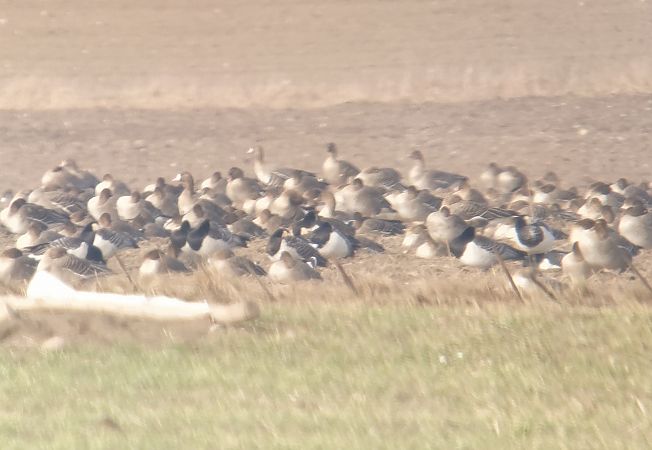 bernikla białolica  - Adam Loręcki