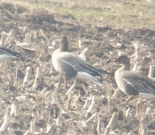 gęś krótkodzioba  - Adam Loręcki