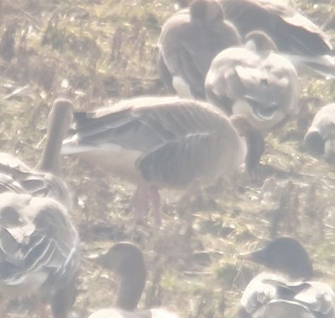 gęś krótkodzioba  - Adam Loręcki