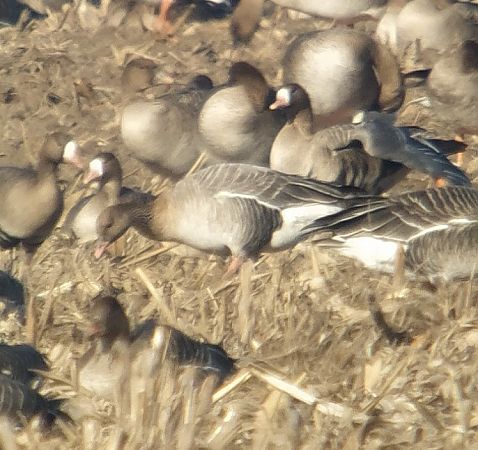 Kurzschnabelgans  - Adam Loręcki