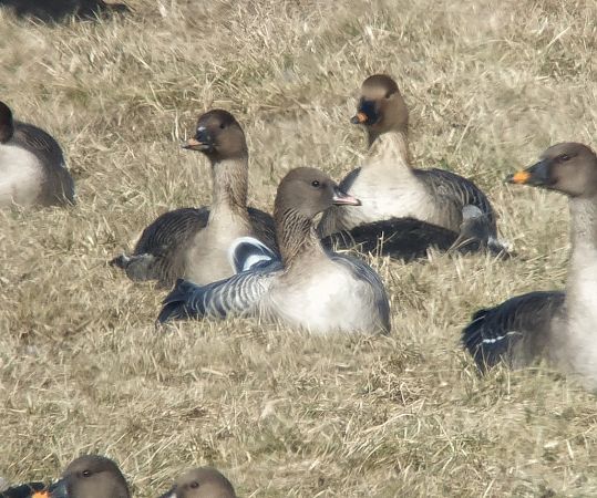 Kurzschnabelgans  - Adam Loręcki