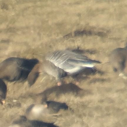 Kurzschnabelgans  - Adam Loręcki