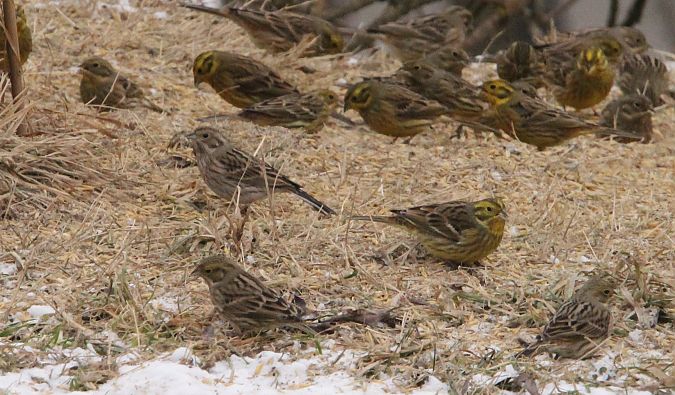trznadel białogłowy  - Brunon Kwasik