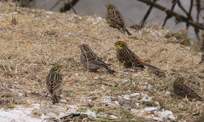 trznadel białogłowy  - Brunon Kwasik