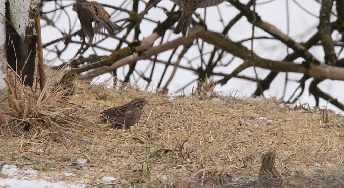 trznadel białogłowy  - Brunon Kwasik