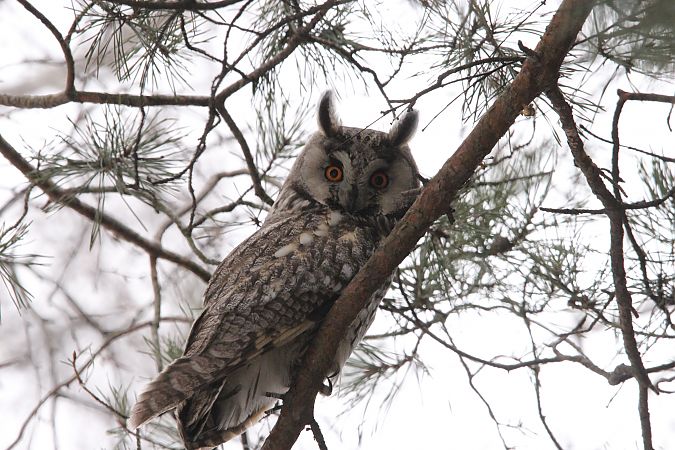 uszatka  - Brunon Kwasik