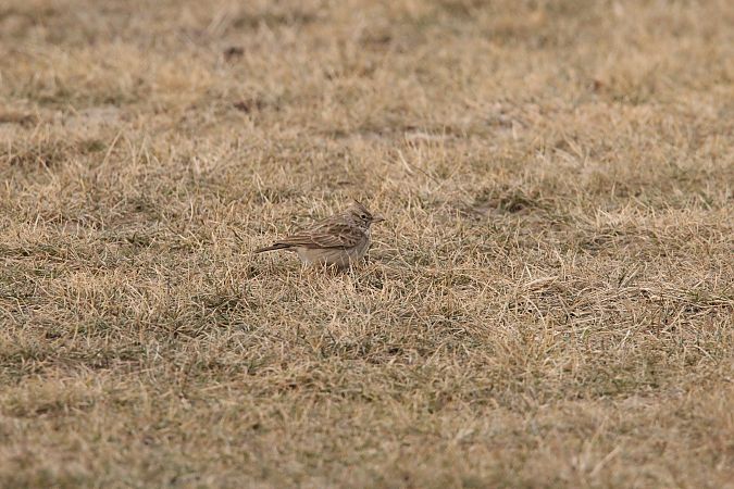 Cochevis huppé  - Brunon Kwasik