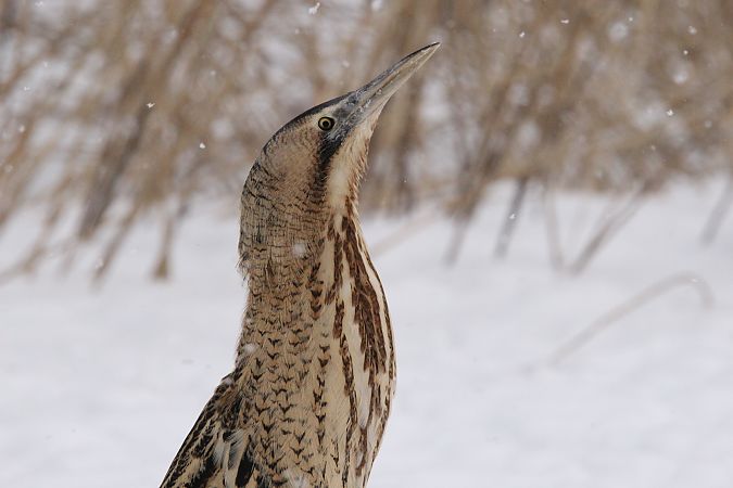 bąk  - Brunon Kwasik