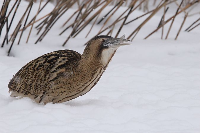 bąk  - Brunon Kwasik