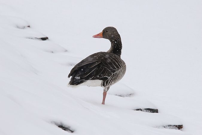 gęgawa  - Brunon Kwasik