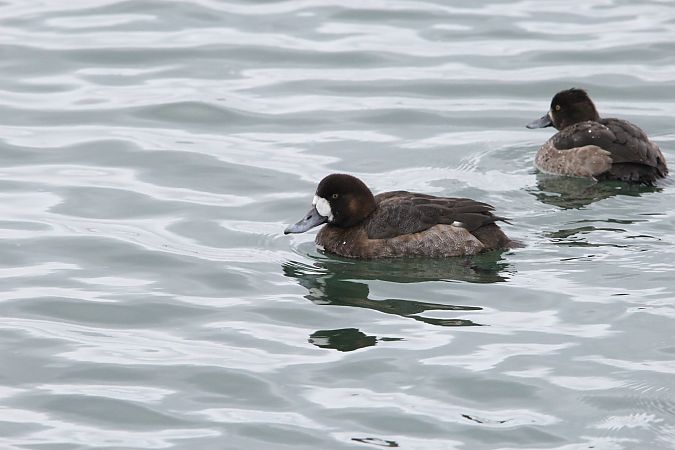 Bergente  - Brunon Kwasik