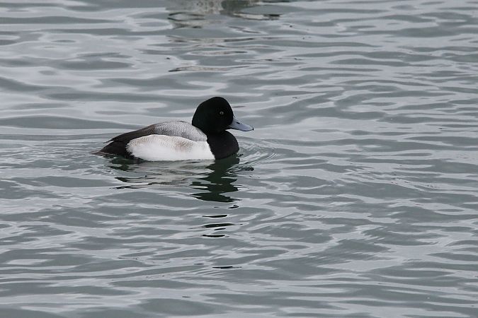 ogorzałka  - Brunon Kwasik