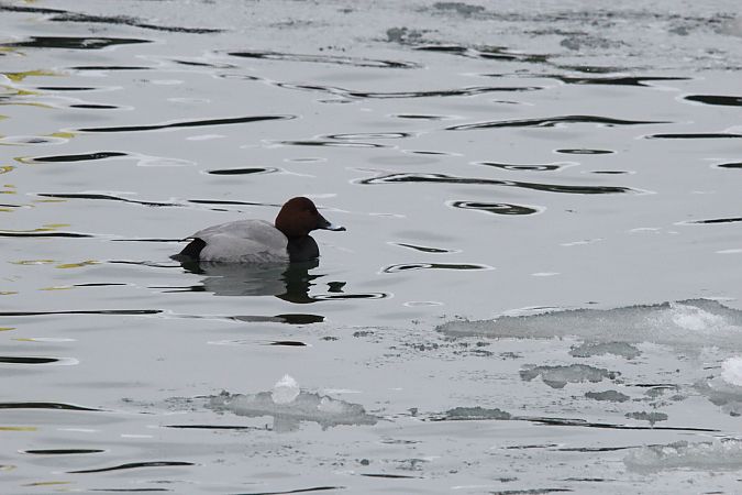 głowienka  - Brunon Kwasik
