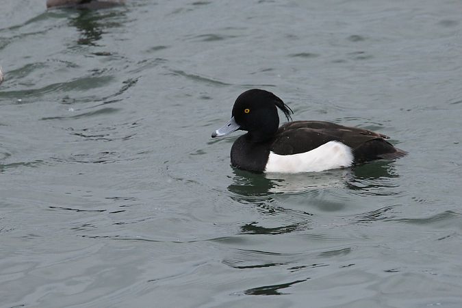 czernica  - Brunon Kwasik