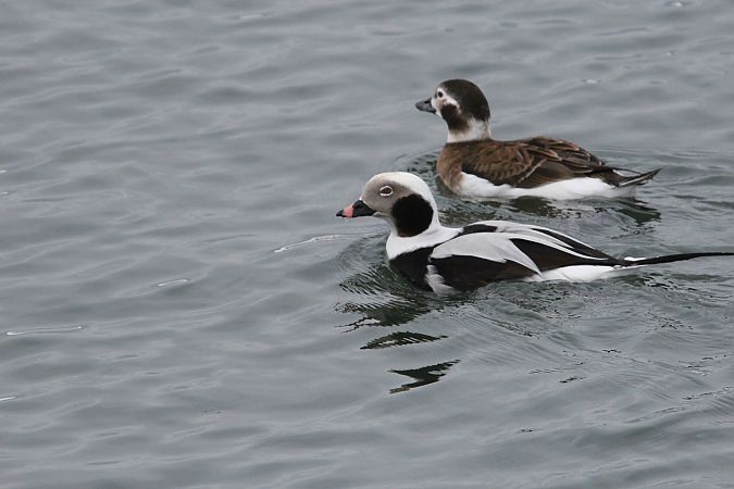 lodówka  - Brunon Kwasik