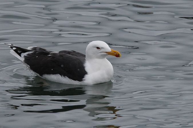 mewa siodłata  - Brunon Kwasik