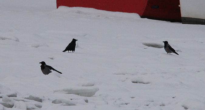 Rabenkrähe  - Brunon Kwasik