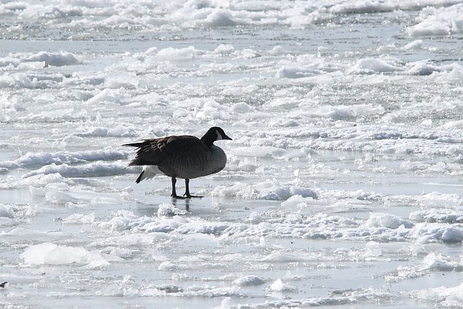 bernikla kanadyjska  - Brunon Kwasik
