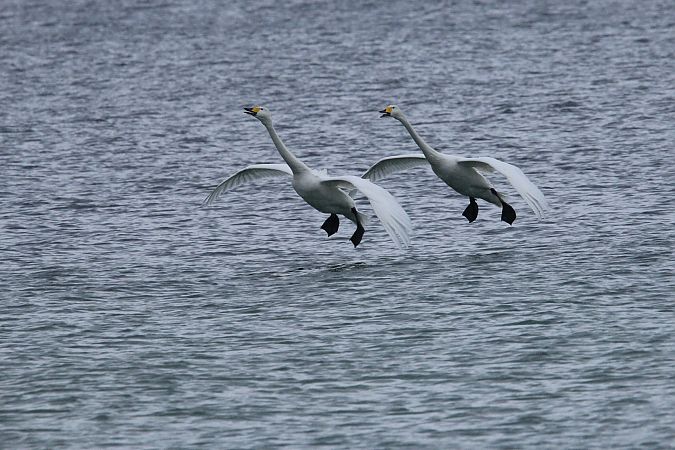 łabędź krzykliwy  - Brunon Kwasik