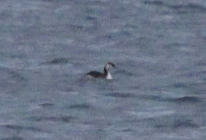 Ohrentaucher  - Brunon Kwasik