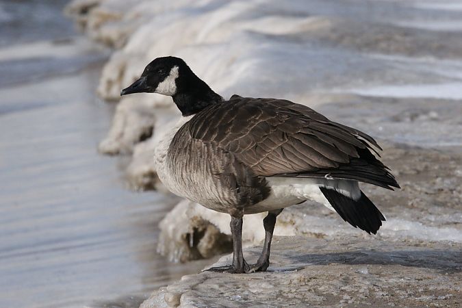 Kanadagans  - Brunon Kwasik