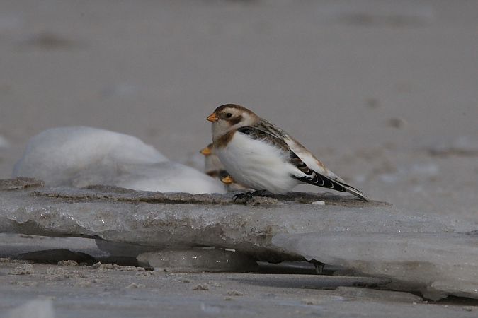 Schneeammer  - Brunon Kwasik