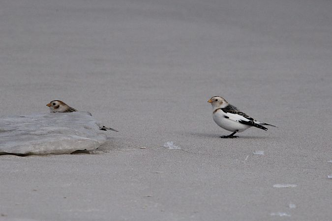 Bruant des neiges  - Brunon Kwasik