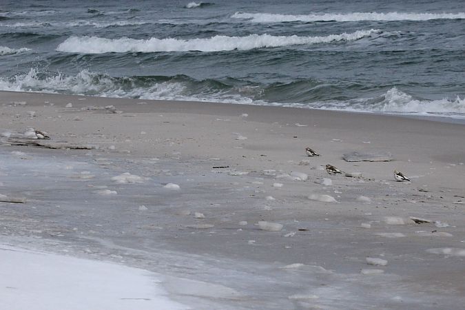 Bruant des neiges  - Brunon Kwasik