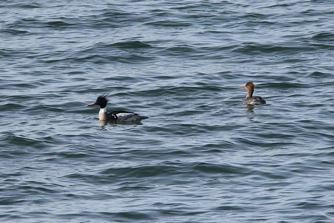 Mittelsäger  - Brunon Kwasik