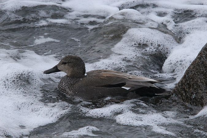krakwa  - Brunon Kwasik